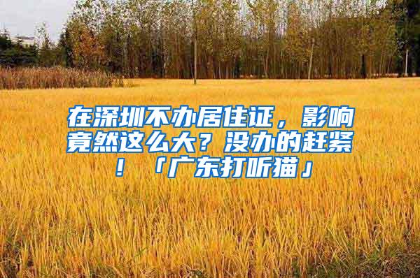 在深圳不办居住证，影响竟然这么大？没办的赶紧！「广东打听猫」