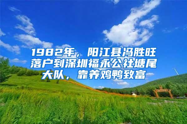 1982年，阳江县冯胜旺落户到深圳福永公社塘尾大队，靠养鸡鸭致富